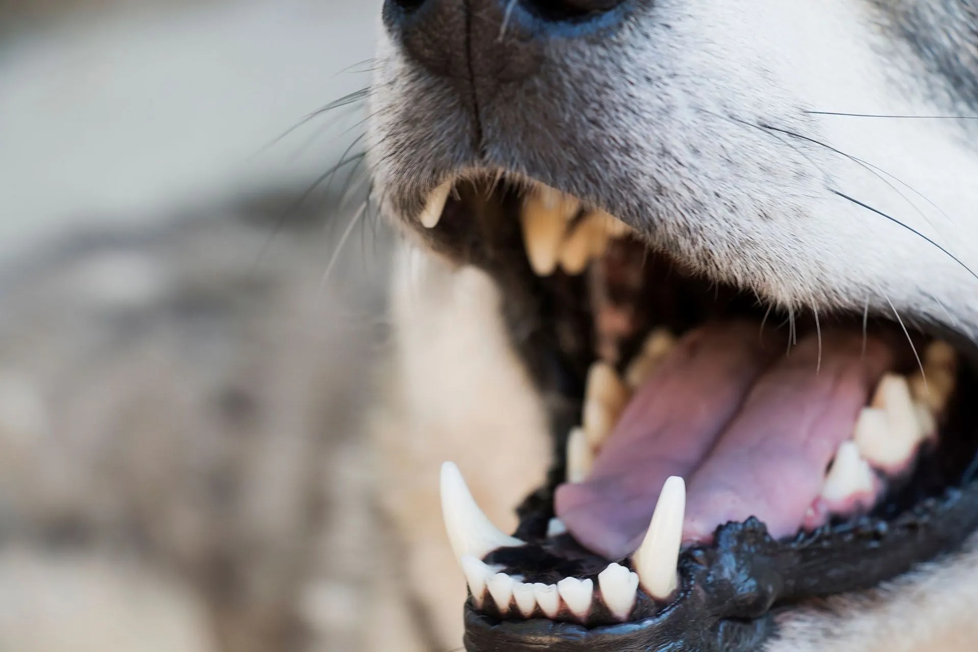 Dog Bites and Attacks